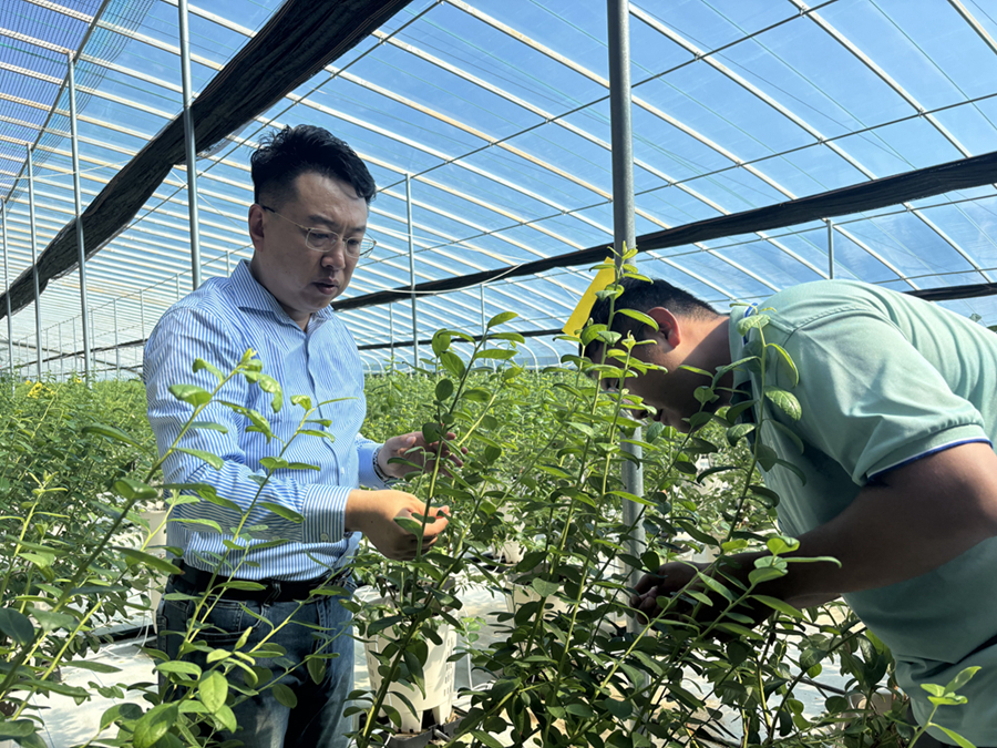 阎勇在基地温室大棚查看蓝莓苗木长势。本报记者 张宇 摄.jpg